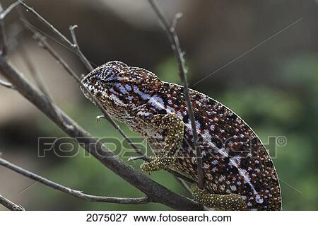 Campani Chameleon (Furcifer Campani), Anja, Fianarantsoa Province, Madagascar View Large Photo Image Stock Photo - Campani Chameleon (Furcifer Campani), Anja, Fianarantsoa Province, Madagascar. Fotosearch