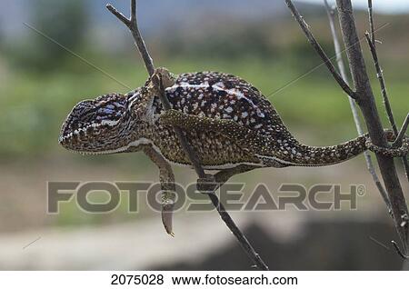Campani Chameleon (Furcifer Campani), Anja, Fianarantsoa Province, Madagascar View Large Photo Image Stock Photo - Campani Chameleon (Furcifer Campani), Anja, Fianarantsoa Province, Madagascar. Fotosearch