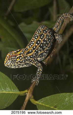 Stock Photography - Campani Chameleon (Furcifer Campani), Marozevo, Toamasina Province, Madagascar. Fotosearch