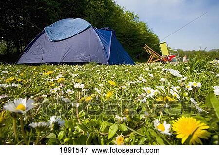 Stock Photo - Camping Field Full Of Daisies And Dandelions. Fotosearch