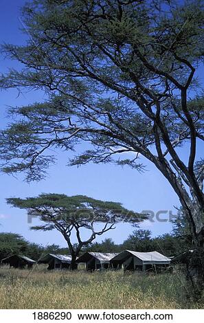 Stock Image - Campsite In Grasslands. Fotosearch