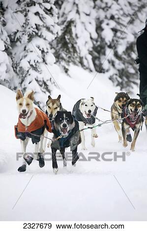 Canada, Alberta, Dogsleeding; Lake Louise View Large Photo Image Stock Photo - Canada, Alberta, Dogsleeding; Lake Louise. Fotosearch