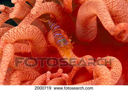 Stock Photo - Canada, British Columbia, Clown Shrimp (Lebbeus Grandimanus) On A Crimson Anemone (Cribrinopsis Fernaldi). Fotosearch