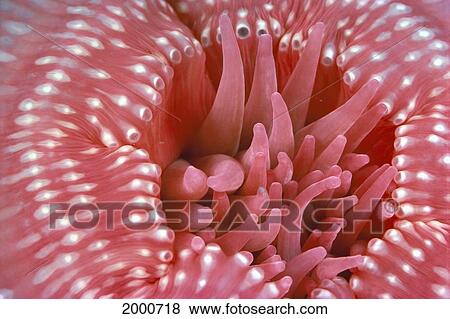 Stock Photo - Canada, British Columbia, Crimson Anemone (Cribrinopsis Fernaldi) Extreme Close-Up. Fotosearch