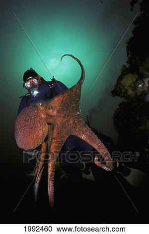 Stock Image - Canada, British Columbia, Diver And Giant Pacific Octopus (Octopus Dolfeini).. Fotosearch