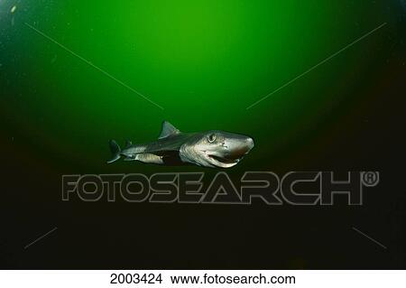 Canada, British Columbia, Dogfish Shark (Squalus Acanthias) Green Water View Large Photo Image Picture - Canada, British Columbia, Dogfish Shark (Squalus Acanthias) Green Water. Fotosearch