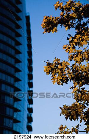 Picture - Canada, British Columbia, Downtown; Vancouver, Side of skyscraper building and sun dappled golden colored leaves of tree. Fotosearch
