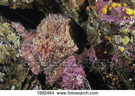 Picture - Canada, British Columbia, Giant Pacific Octopus (Octopus Dolfeini) Disguising Itself As Coral.. Fotosearch