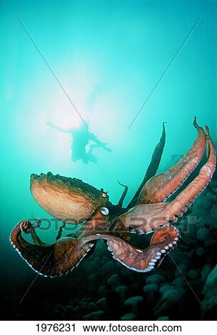 Stock Image - Canada, British Columbia, Giant Pacific Octopus With Diver Viewing Down.. Fotosearch