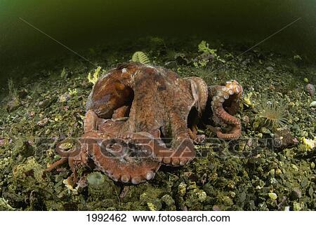 Stock Image - Canada, British Columbia, Giant Pacific Octopus (Octopus Dolfeini) On The Ocean Floor.. Fotosearch
