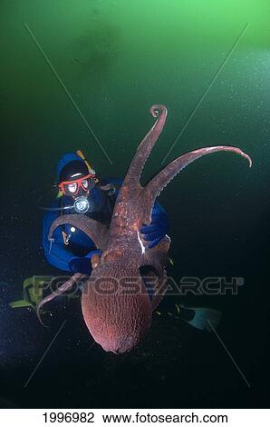 Canada, British Columbia, Hornby Island, Diver Holds Giant Pacific Octopus, Green Ocean A87G View Large Photo Image Stock Image - Canada, British Columbia, Hornby Island, Diver Holds Giant Pacific Octopus, Green Ocean A87G. Fotosearch