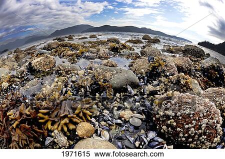 Canada, British Columbia, Howe Sound, Kelp, Mussels And Barnacles Are Visible During Low Tide. View Large Photo Image Stock Photography - Canada, British Columbia, Howe Sound, Kelp, Mussels And Barnacles Are Visible During Low Tide.. Fotosearch