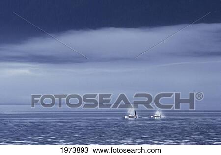 Canada, British Columbia, Johnstone Strait, Orca Or Killer Whales (Orcinus Orca) Surfacing In Calm Water, Foggy Sky. View Large Photo Image Stock Image - Canada, British Columbia, Johnstone Strait, Orca Or Killer Whales (Orcinus Orca) Surfacing In Calm Water, Foggy Sky.. Fotosearch