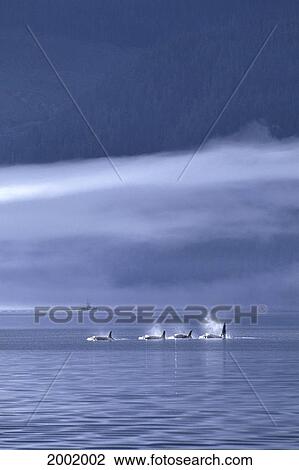Stock Image - Canada, British Columbia, Johnstone Strait, Orca Killer Whales In Distance. Fotosearch