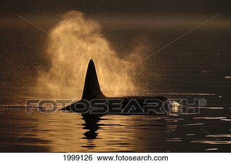 Stock Photograph - Canada, British Columbia, Killer Whale (Orca Orcinus) Surfacing, Sunset B1995. Fotosearch