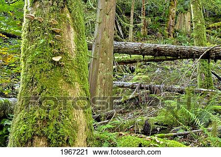 Canada, British Columbia, Moss Covered Trees Near Sechelt. View Large Photo Image Stock Image - Canada, British Columbia, Moss Covered Trees Near Sechelt.. Fotosearch