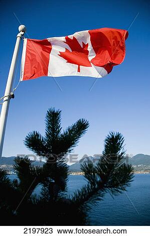 Canada, British Columbia, pine tree branches in foreground; Vancouver, bright in sunshine and blue sky, Canadian flag View Large Photo Image Stock Image - Canada, British Columbia, pine tree branches in foreground; Vancouver, bright in sunshine and blue sky, Canadian flag. Fotosearch