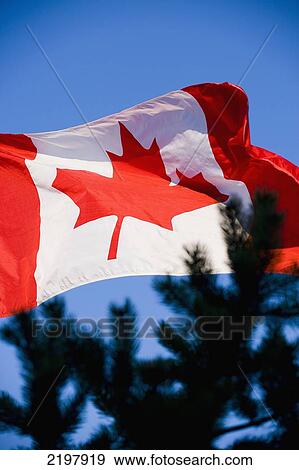 Stock Photo - Canada, British Columbia, pine tree branches in foreground; Vancouver, bright in sunshine and blue sky, Canadian flag. Fotosearch
