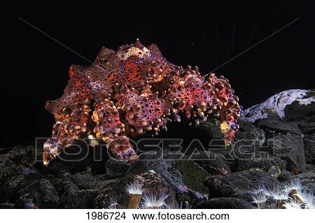Canada, British Columbia, Puget Sound King Crab (Lopholithodes Mandtii) View Large Photo Image Picture - Canada, British Columbia, Puget Sound King Crab (Lopholithodes Mandtii). Fotosearch