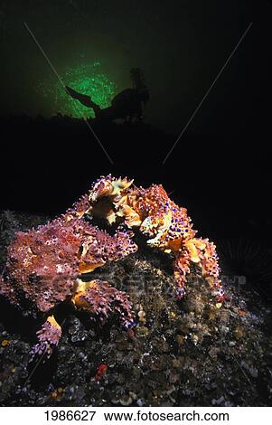 Stock Photo - Canada, British Columbia, Puget Sound King Crabs, (Lopholithodes Mandtii) And A Diver Obscured In The Distance.. Fotosearch