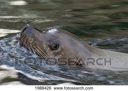 Canada, British Columbia, The Stellar Sea Lion (Eumetopias Jubatus) Or Eared Seal, Swimming With Head Above Water View Large Photo Image Stock Photograph - Canada, British Columbia, The Stellar Sea Lion (Eumetopias Jubatus) Or Eared Seal, Swimming With Head Above Water. Fotosearch