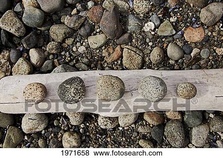 Canada, British Columbia, Vancouver, Five Rocks Made Smooth By The Tide Are Arranged On A Peice Of Driftwood. View Large Photo Image Stock Photo - Canada, British Columbia, Vancouver, Five Rocks Made Smooth By The Tide Are Arranged On A Peice Of Driftwood.. Fotosearch