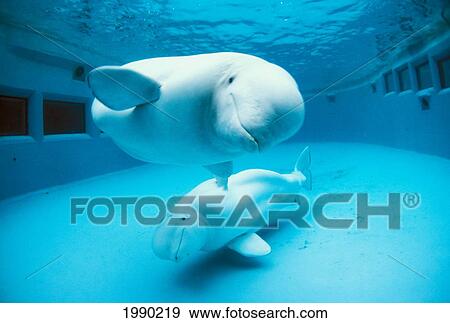 Canada, British Columbia, Vancouver Aquarium, Beluga Whale View Large Photo Image Stock Photo - Canada, British Columbia, Vancouver Aquarium, Beluga Whale. Fotosearch