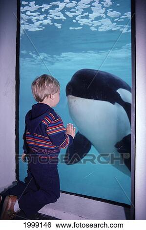 Canada, British Columbia, Vancouver Aquarium, Child Against Glass And Orca View Large Photo Image Stock Photograph - Canada, British Columbia, Vancouver Aquarium, Child Against Glass And Orca. Fotosearch