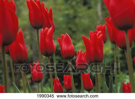 Canada, British Columbia, Vancouver Island, Red Tulips Close-Up, Butchart Gardens View Large Photo Image Stock Photography - Canada, British Columbia, Vancouver Island, Red Tulips Close-Up, Butchart Gardens. Fotosearch