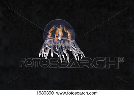 Stock Image - Canada, Clinging Jelly Fish (Gonionemus Vertens) or Orange Striped Jellyfish; British Columbia. Fotosearch