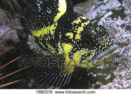 Stock Photograph - Canada, Close up of China Rockfish (Sebastes Nebulosus); British Columbia. Fotosearch