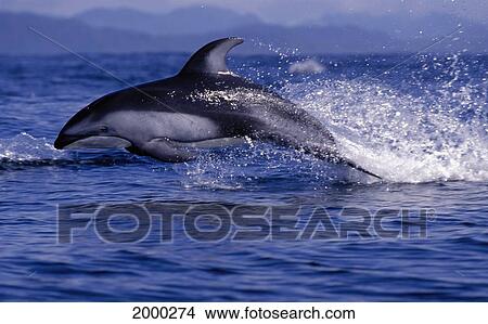Canada, Close-Up Pacific White-Sided Dolphin Leaps At Surface Out Of Ocean (Lagenorhynchus Obliquidens) D1927 View Large Photo Image Picture - Canada, Close-Up Pacific White-Sided Dolphin Leaps At Surface Out Of Ocean (Lagenorhynchus Obliquidens) D1927. Fotosearch