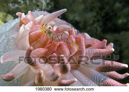 Stock Image - Canada, Clown or Candy Stripe Shrimp (Lebbius Grandimanus) on Crimson Anemone (Cribrinopsis Fernaldi); British Columbia. Fotosearch
