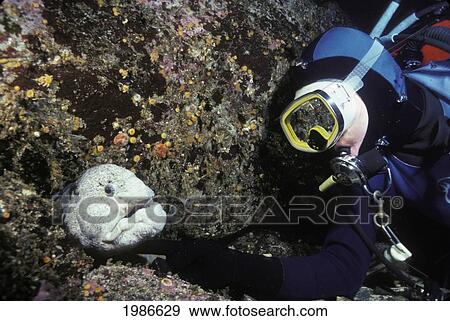 Canada, Diver touching Wolf-Eel (Anarrhichthys Ocellatus) poking its head out of rocks; British Columbia View Large Photo Image Stock Photo - Canada, Diver touching Wolf-Eel (Anarrhichthys Ocellatus) poking its head out of rocks; British Columbia. Fotosearch