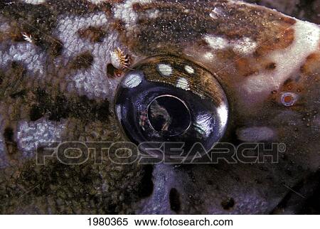 Canada, Extreme close up of Eye Of Lingcod (Ophidodon Elongatus) with Parasitic Isopod above It; British Columbia View Large Photo Image Stock Photography - Canada, Extreme close up of Eye Of Lingcod (Ophidodon Elongatus) with Parasitic Isopod above It; British Columbia. Fotosearch