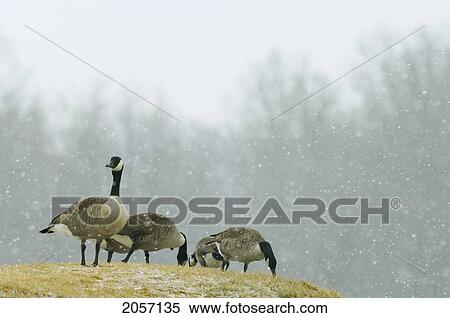 Canada Geese, Branta Canadensis, Coteaudulac, Quebec, Canada View Large Photo Image Stock Photography - Canada Geese, Branta Canadensis, Coteaudulac, Quebec, Canada. Fotosearch