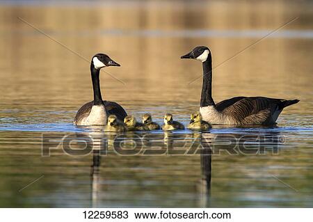 Canada Geese family (Branta canadensis); Pointe-des-Cascades, Quebec, Canada View Large Photo Image Stock Image - Canada Geese family (Branta canadensis); Pointe-des-Cascades, Quebec, Canada. Fotosearch