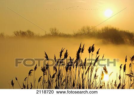 Canada Geese In Flight At Sunrise; Pointe-Des-Cascades Quebec Canada View Large Photo Image Stock Image - Canada Geese In Flight At Sunrise; Pointe-Des-Cascades Quebec Canada. Fotosearch