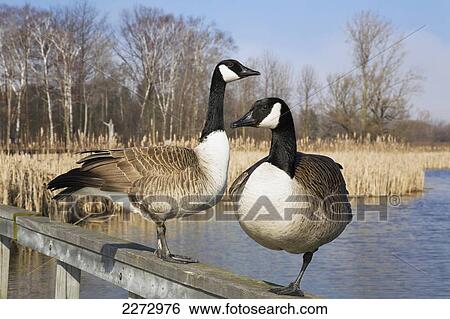 Stock Photograph - Canada geese perched on a railing in lynde shores conservation area; whitby ontario canada. Fotosearch