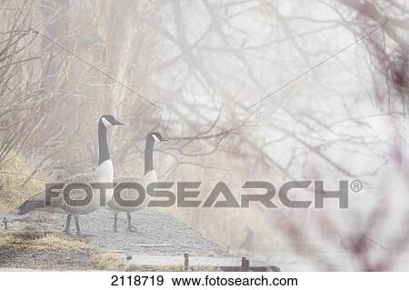 Stock Photo - Canada Geese; Pointe-Des-Cascades Quebec Canada. Fotosearch