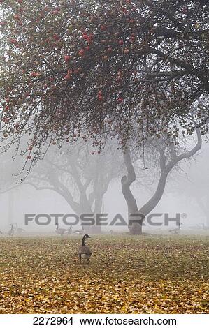 Canada geese sheltering under apple trees on a misty autumn morning; ontario canada View Large Photo Image Picture - Canada geese sheltering under apple trees on a misty autumn morning; ontario canada. Fotosearch