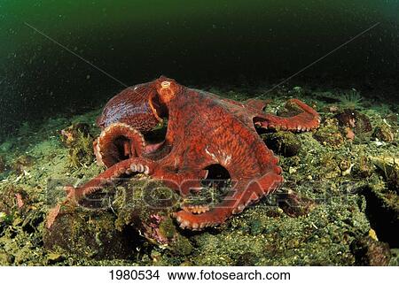 Canada, Giant Pacific Octopus (Octopus Dolfleini) on Ocean floor; British Columbia View Large Photo Image Picture - Canada, Giant Pacific Octopus (Octopus Dolfleini) on Ocean floor; British Columbia. Fotosearch