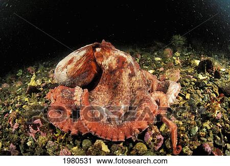 Stock Image - Canada, Giant Pacific Octopus (Octopus Dolfleini) changing colors on Ocean floor; British Columbia. Fotosearch