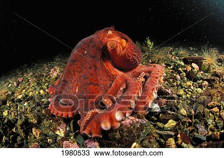 Stock Image - Canada, Giant Pacific Octopus (Octopus Dolfleini) on Ocean floor; British Columbia. Fotosearch