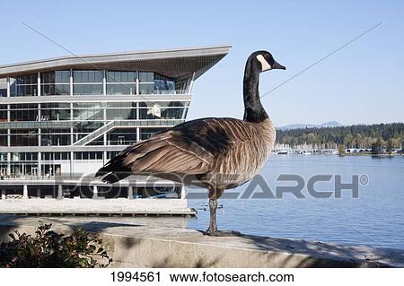 Stock Image - Canada Goose (Branta Canadensis) And Vancouver Convention Centre, Vancouver, British Columbia, Canada. Fotosearch