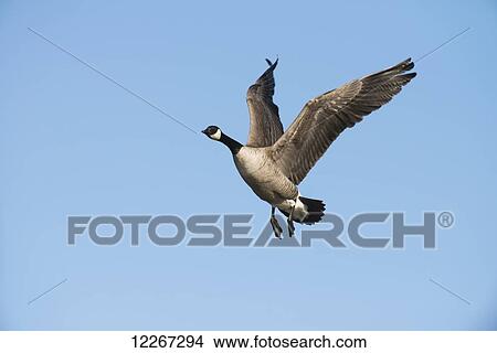 Canada Goose comes in for landing during spring migration at Creamer's Field Migratory Waterfowl Refuge in Fairbanks, Alaska. View Large Photo Image Picture - Canada Goose comes in for landing during spring migration at Creamer's Field Migratory Waterfowl Refuge in Fairbanks, Alaska.. Fotosearch