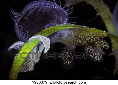 Stock Photo - Canada, Hooded Nudibranch (Melibe Leonina) and eggs on Eel Grass; British Columbia. Fotosearch