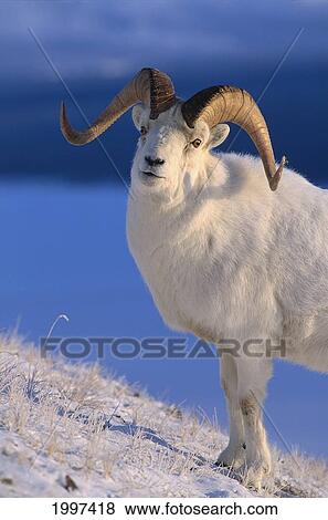 Canada, Kluane National Park, Sheep, Dall (Ovis Dalli) Foraging Through Snow A52B View Large Photo Image Stock Photo - Canada, Kluane National Park, Sheep, Dall (Ovis Dalli) Foraging Through Snow A52B. Fotosearch