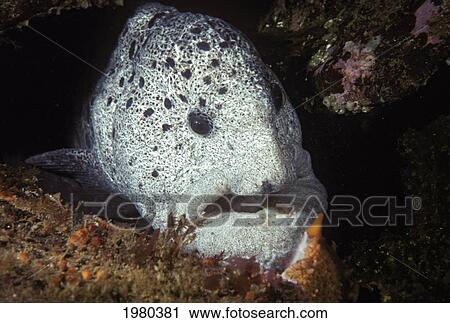 Canada, Male Wolf-Eel (Anarrhichthys Ocellatus) poking it's head out of rocks; British Cloumbia View Large Photo Image Stock Image - Canada, Male Wolf-Eel (Anarrhichthys Ocellatus) poking it's head out of rocks; British Cloumbia. Fotosearch