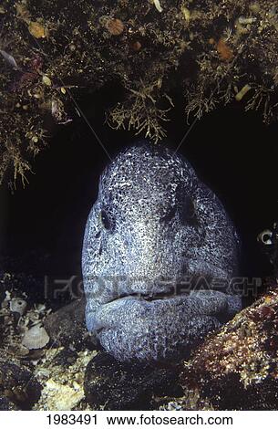 Stock Image - Canada, Male Wolf-Eel (Anarrhichthys Ocellatus); British Columbia. Fotosearch
